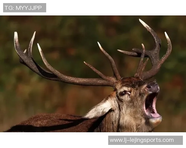 记者分析无字鹿获胜背后的深远意义彰显雄鹿实力不容忽视 记者分析无字鹿获胜背后的深远意义彰显雄鹿实力不容忽视